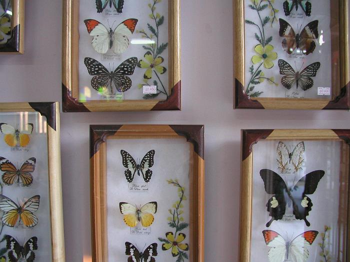 Butterfly selection